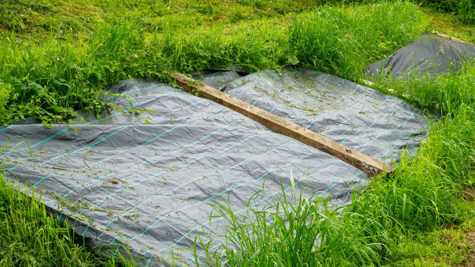 A shot of a large black plastic covering plants in a well lit area
