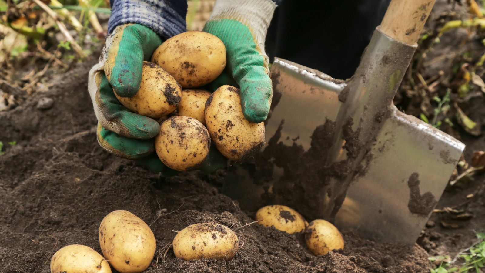 A shot of a person holding a pile of freshly harvested root crops beside a large spade in rich soil in a well lit area outdoors
