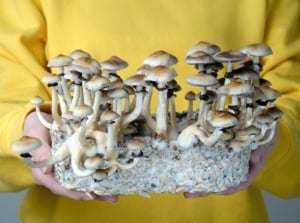 A shot of a person holding a block with developing fungi, showcasing grow mushrooms cheap easy