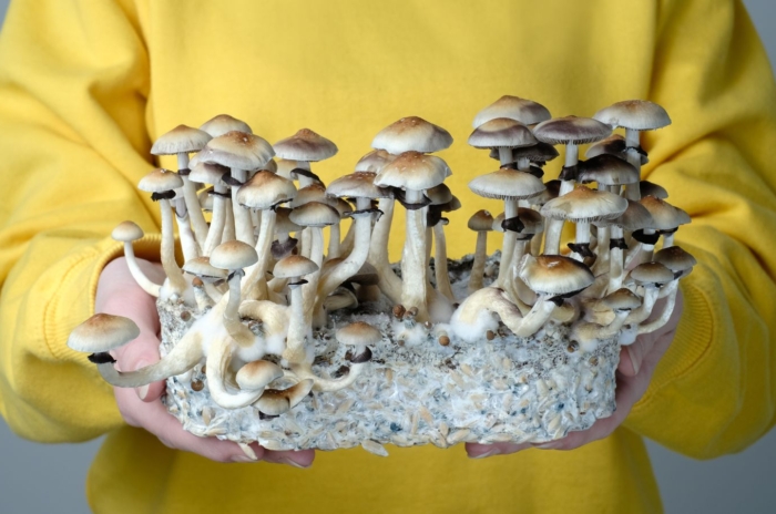 A shot of a person holding a block with developing fungi, showcasing grow mushrooms cheap easy