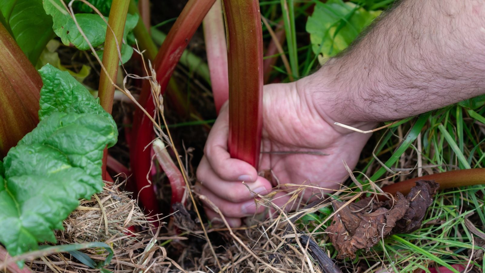 A shot of a person in the process of harvesting stems of a crop in a well lit area outdoors