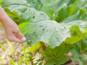 A shot of a person in the process of inspecting a damaged leaf of a crop, showcasing rhubarb problems