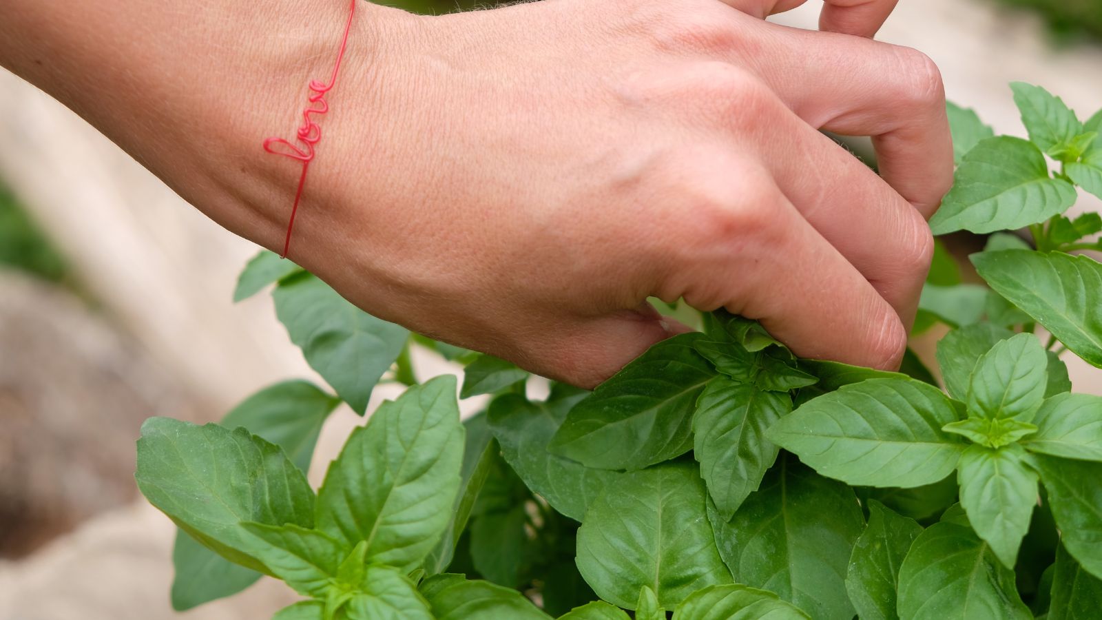 A shot of a person in the process of pinching developing herbs in a well lit area