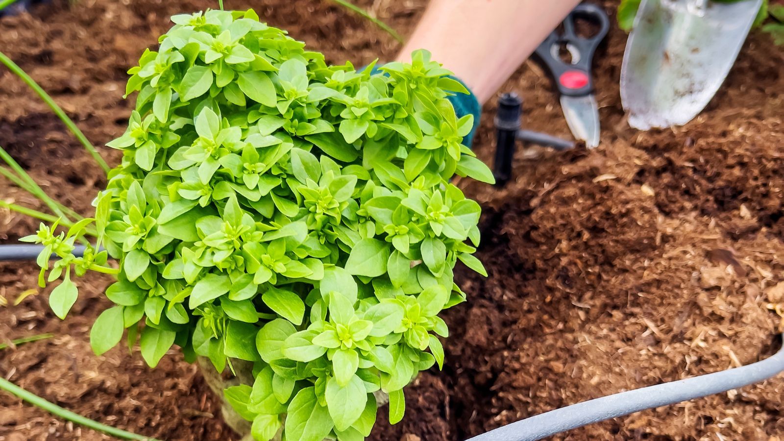 A shot of a person in the process of transplanting herbs in rich soil in a well lit area outdoors