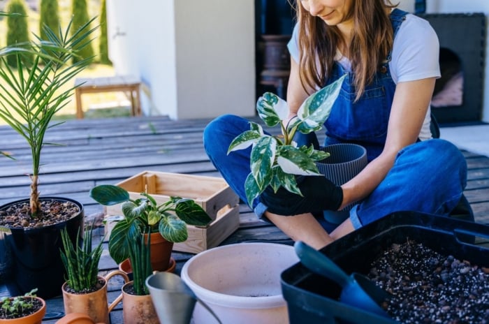 A shot of a person in the process of transplanting indoor plants, showcasing move houseplants outside