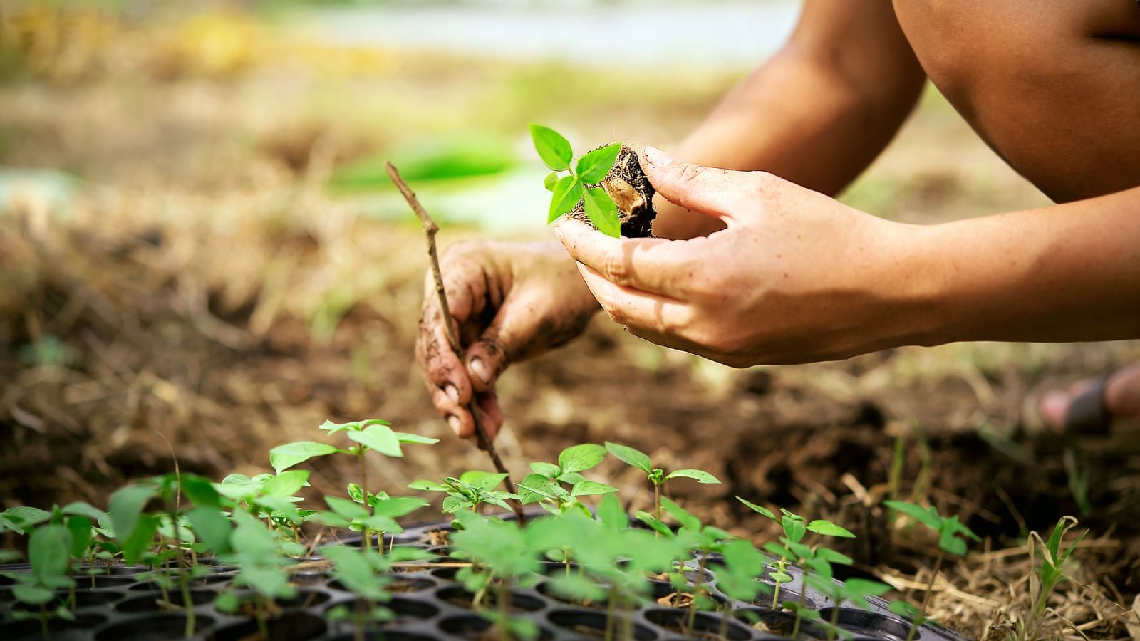 A shot of a person in the process of transplanting seedlings of an herb in a well lit area outdoors