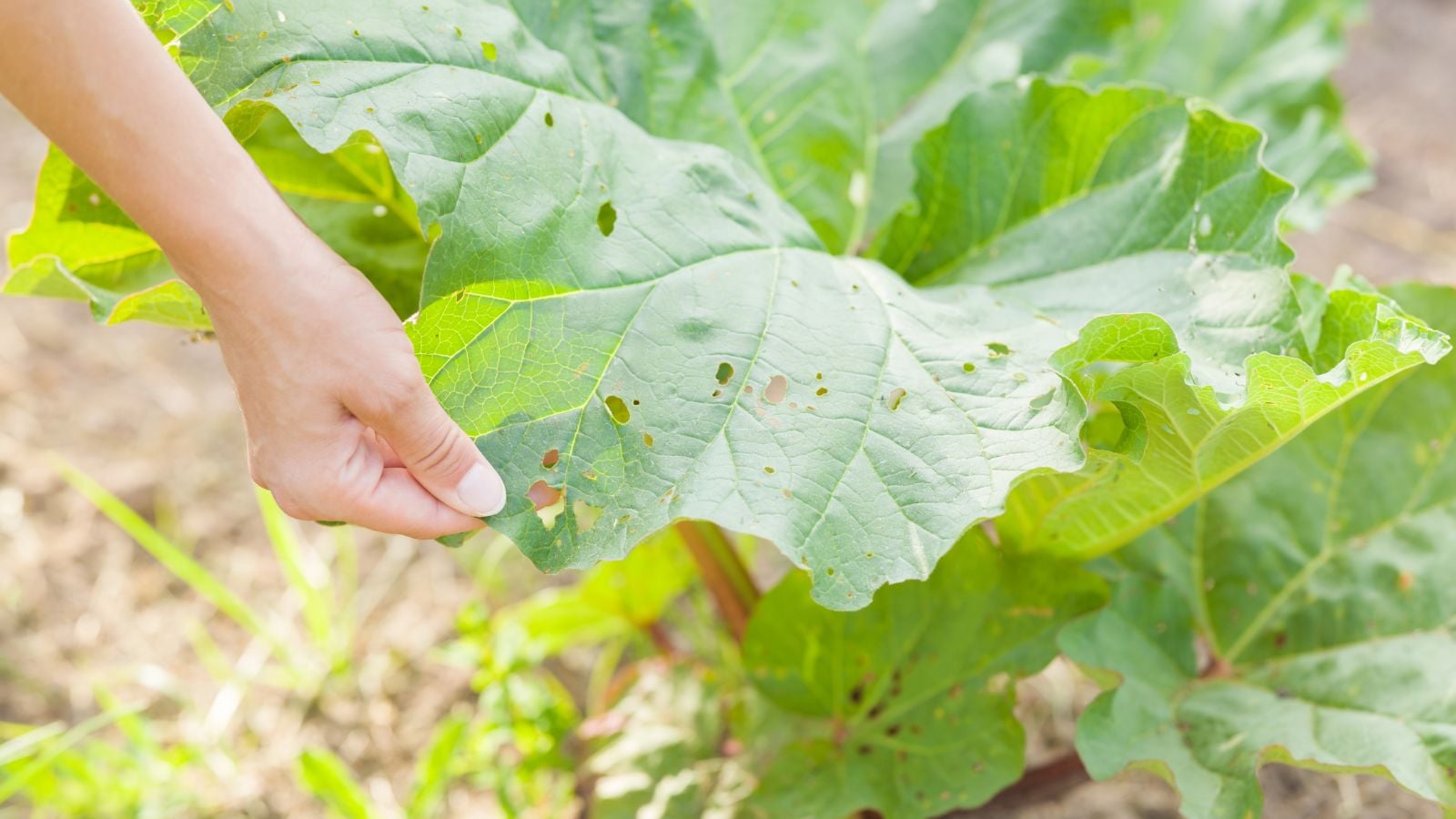A shot of a person inspecting pest damaged leaves of a crop in a well lit area outdoors