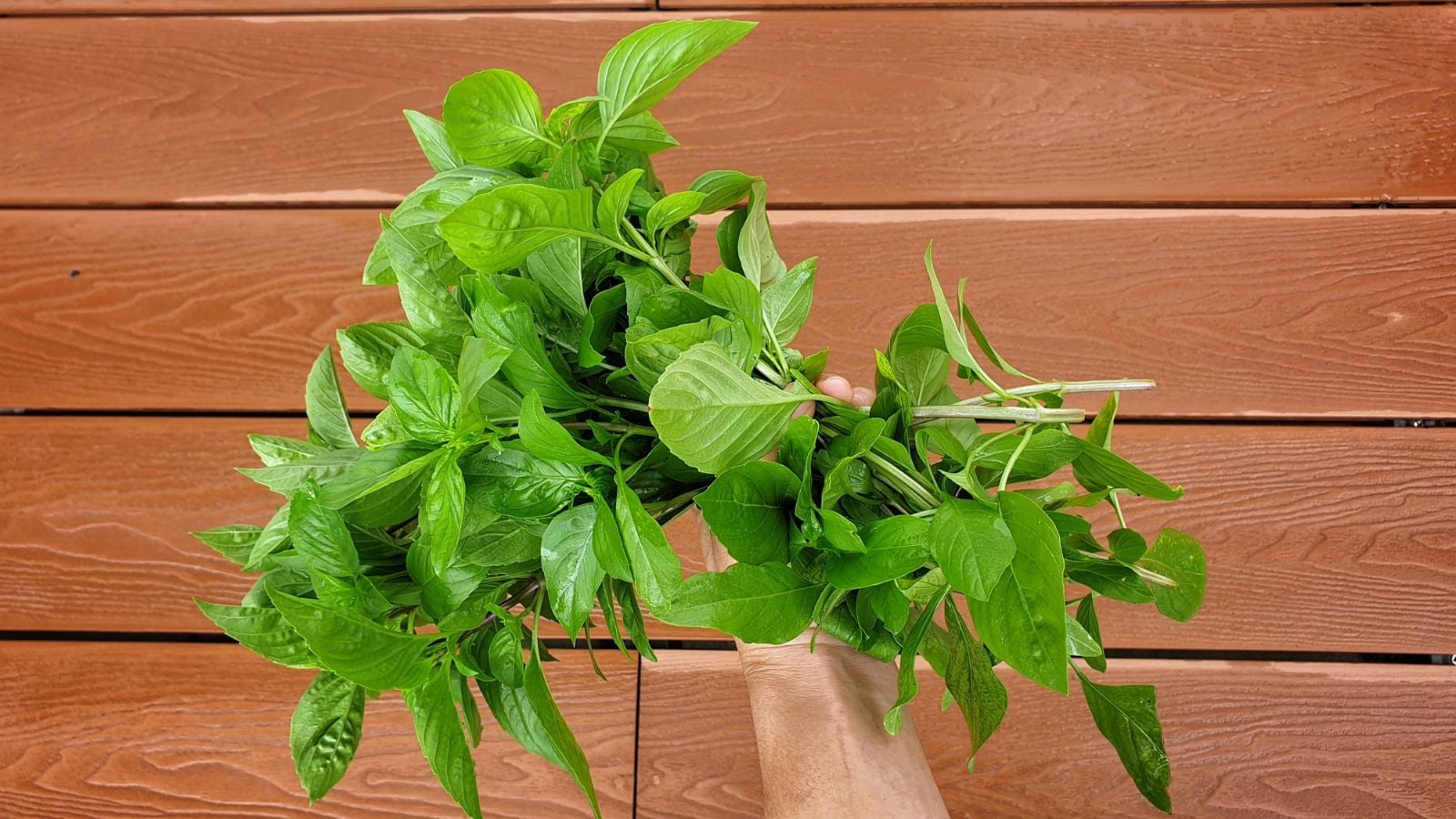 A shot of a person's hand holding several cuttings of an herb in a well lit area outdoors