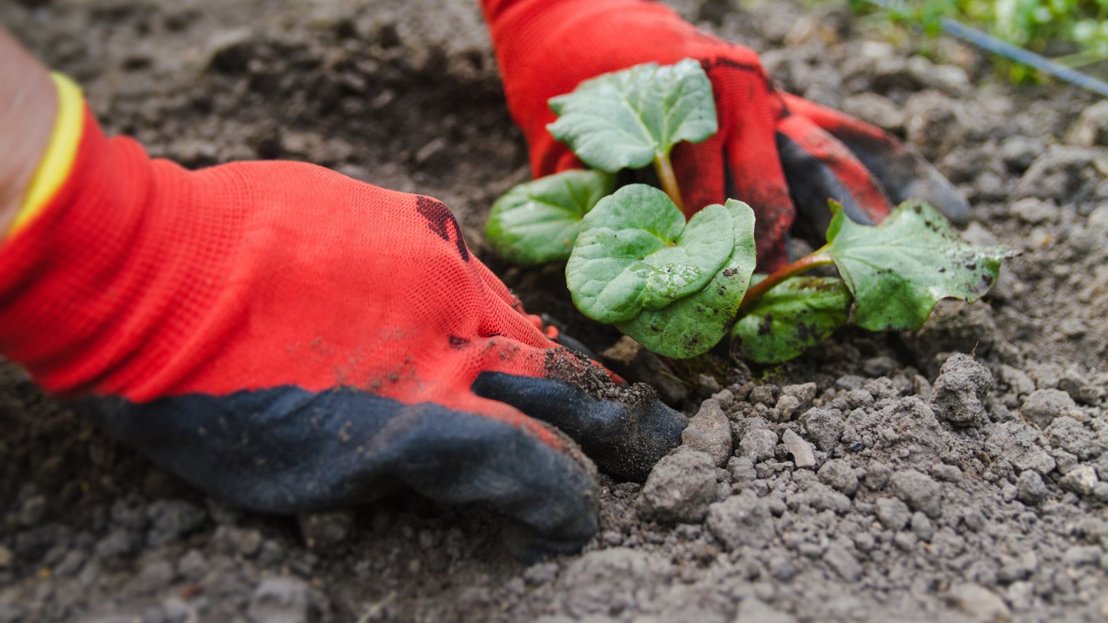 A shot of a person's hand in the process of planting a crop in rich soil outdoors