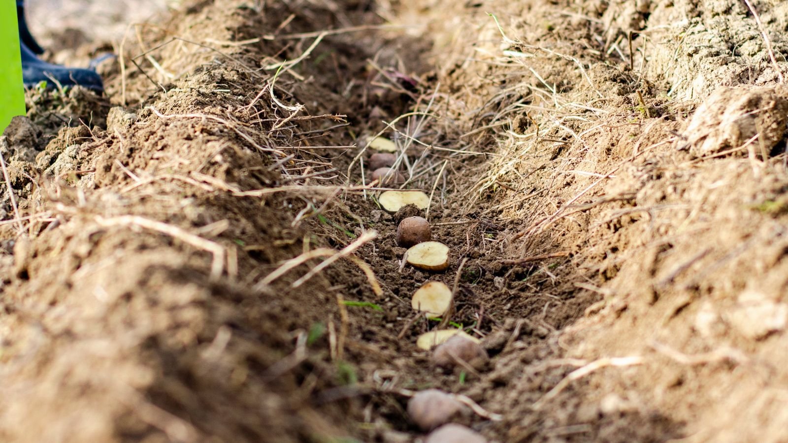A shot of a row of root crops sliced in half and is placed in a trench on the ground in a well lit areaoutdoors