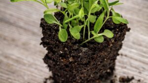 How to Plant, Grow, and Care For ‘Firewitch’ Dianthus