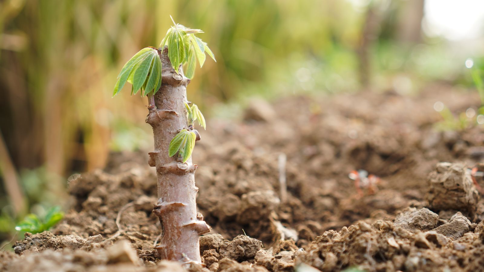 A shot of a sprouted seedling of a yuca plant in rich soil outdoors