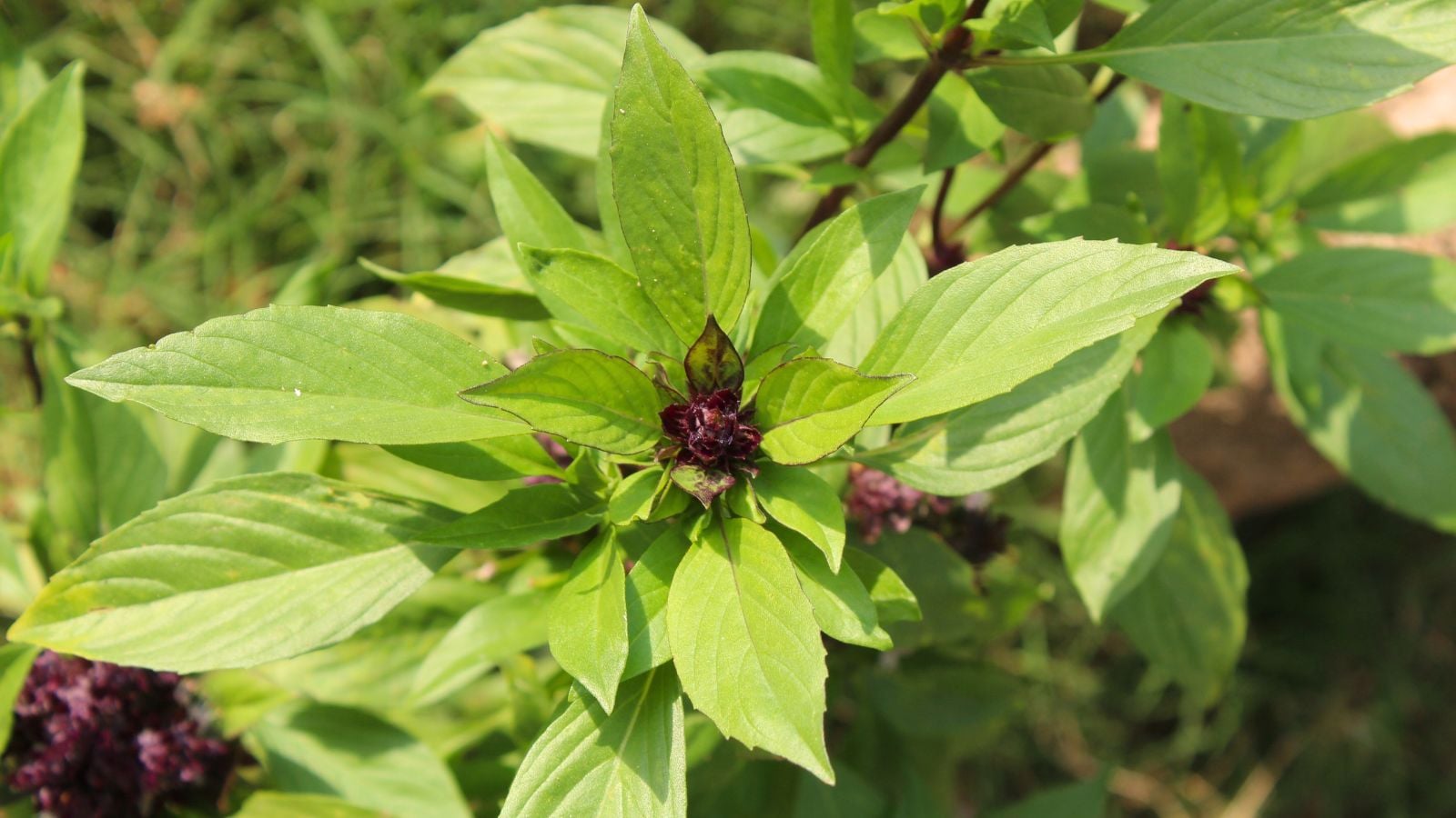 A shot of an aromatic herb with blooming flowers, basking in bright sunlight outdoors