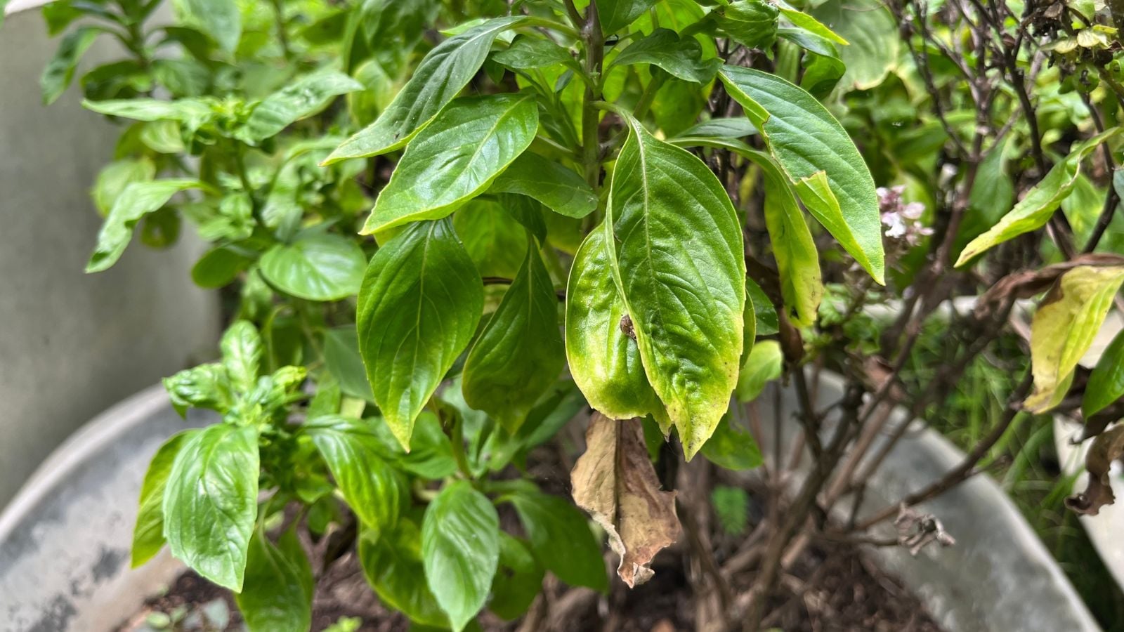 A shot of an herb affected with a bacterial disease, showcasing the yellowing and dead leaves