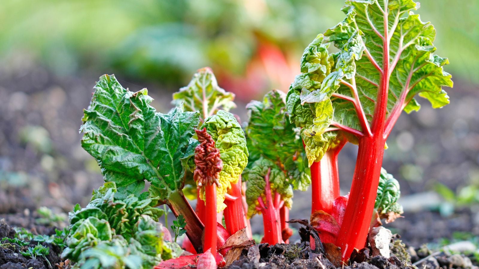 A shot of developing seedlings of a crop placed basking in bright sunlight outdoors