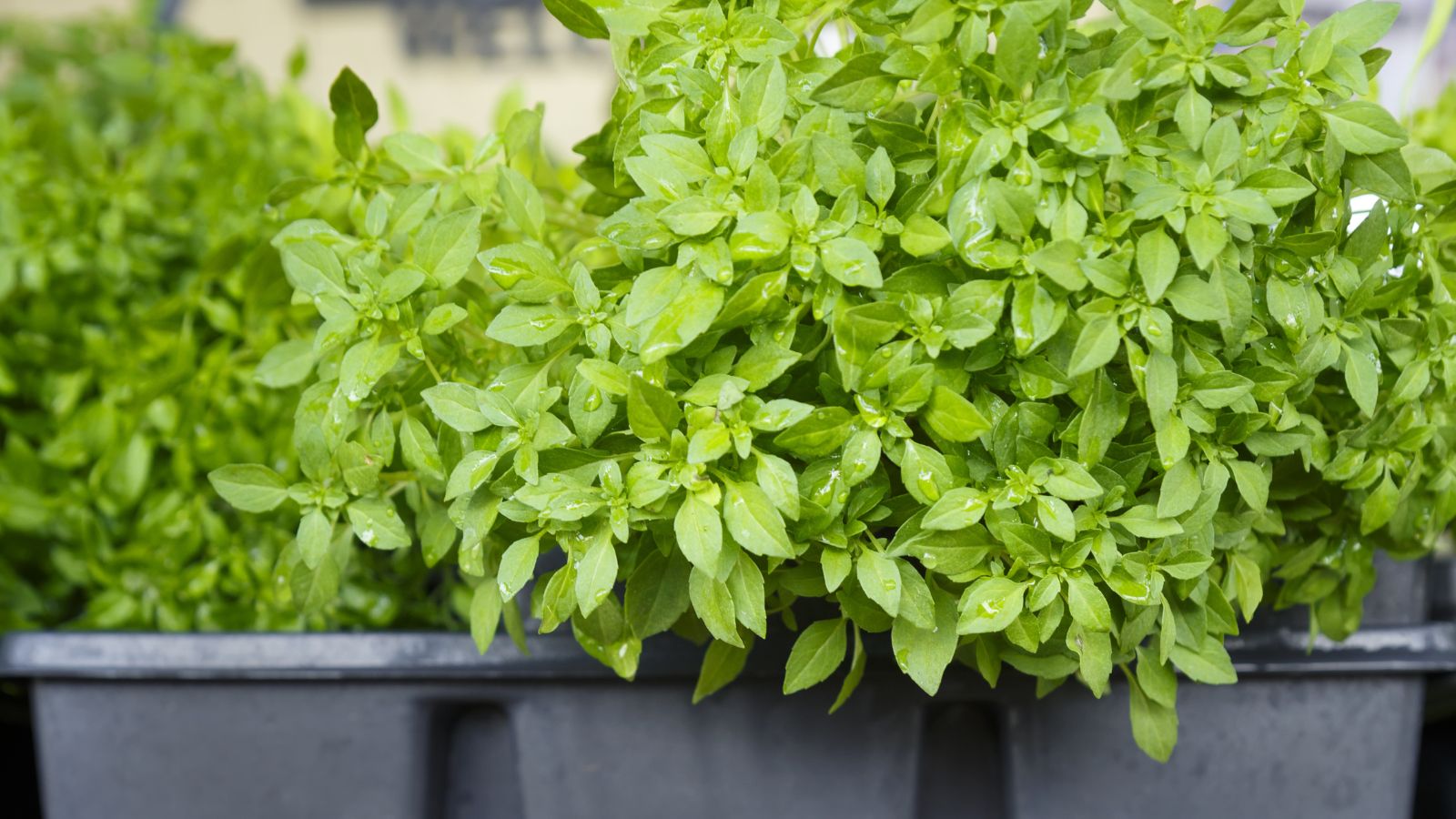 A shot of developing seedlings of an herb in a tray indoors