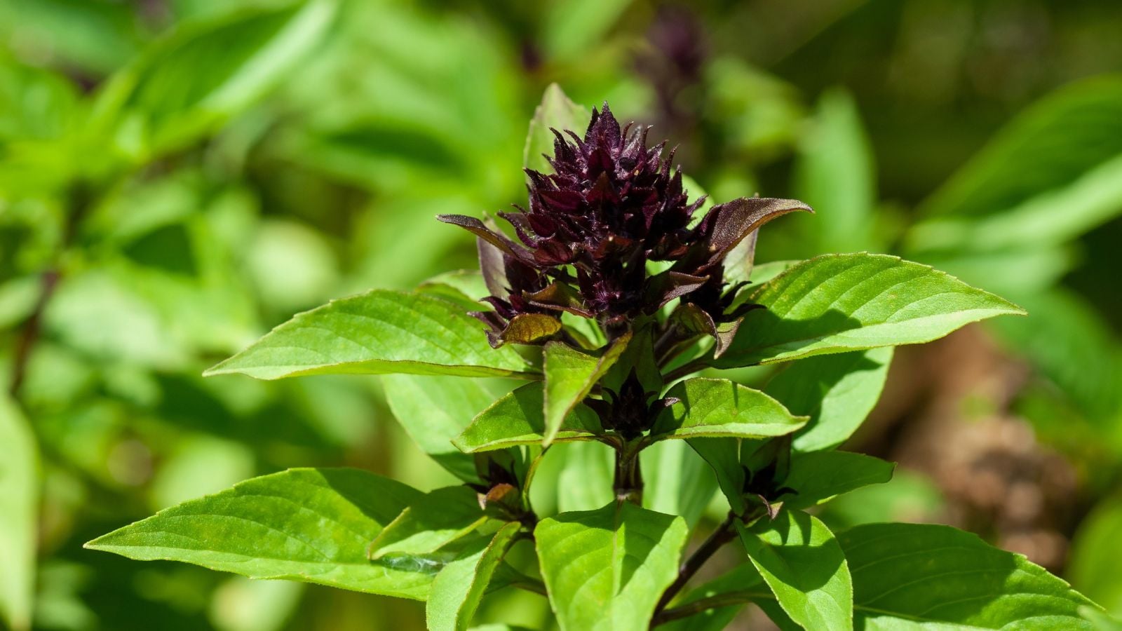 A shot of green aromatic leaves and a dark purple flower stalk growing in the middle growing in a well lit area outdoors