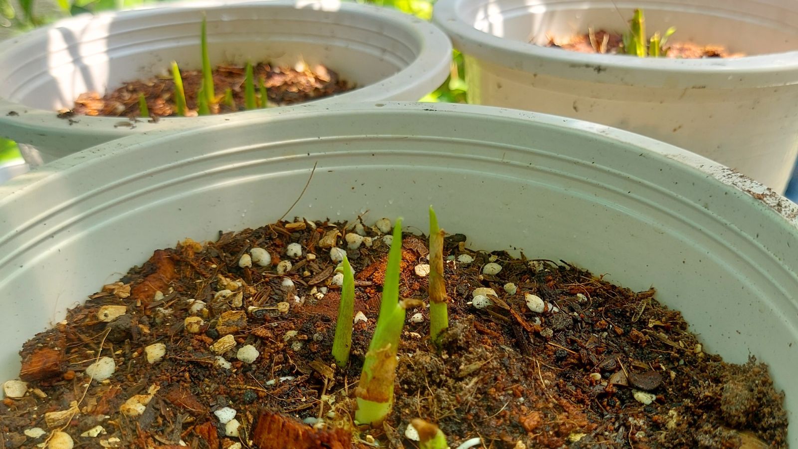A shot of seedling of a flower growing on a pot in dappled sunlight outdoors