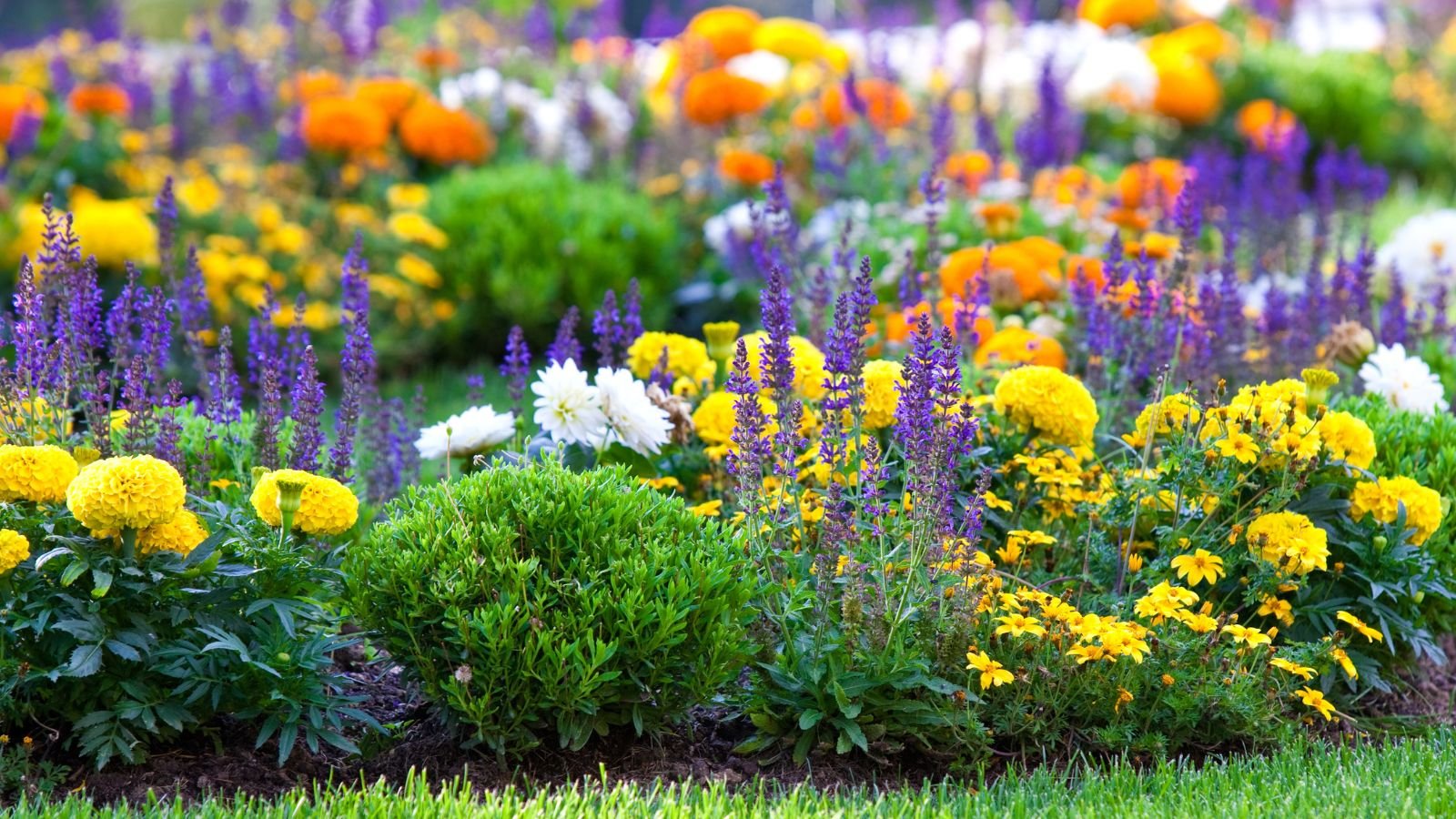 A shot of several blended color shades of flowers and plants in a well lit area outdoors