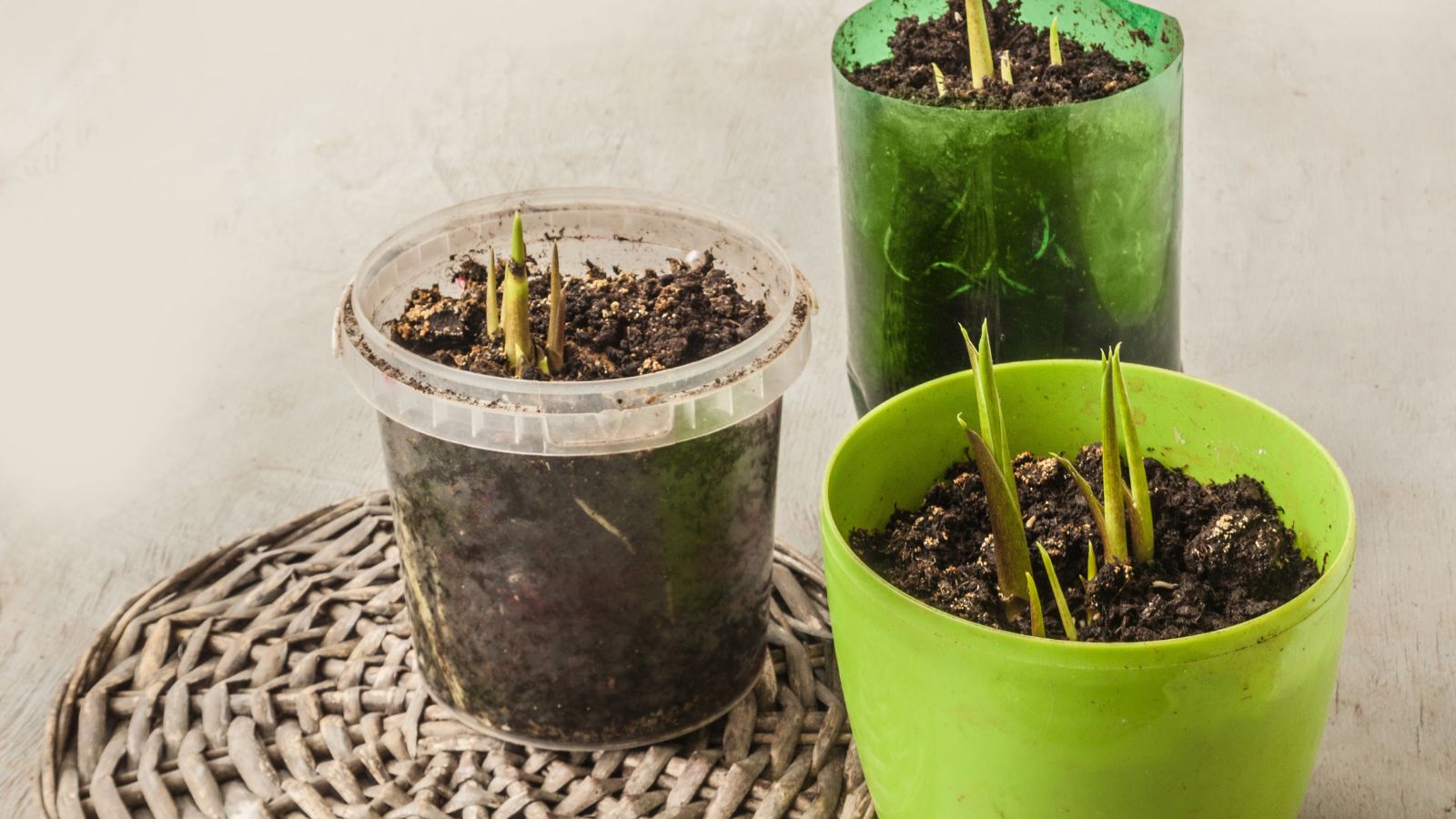 A shot of several container with sprouting seedling of a flower placed in a well lti area indoors