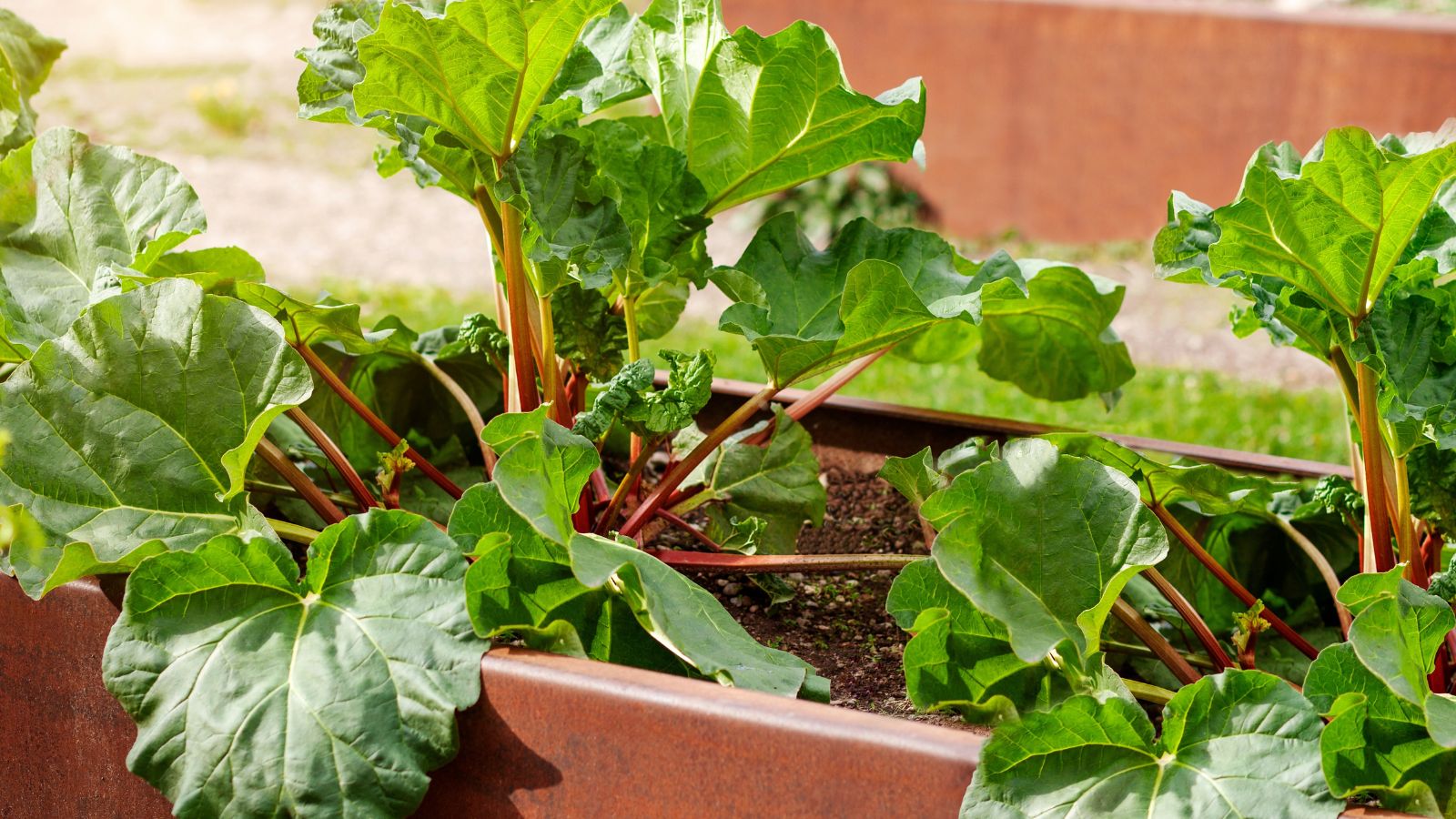 A shot of several developing crops developing on a raised bed in a well lit area outdoors