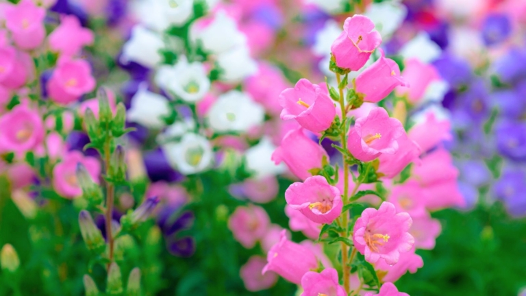 11 Campanula (Bellflower) Varieties to Grow This Season