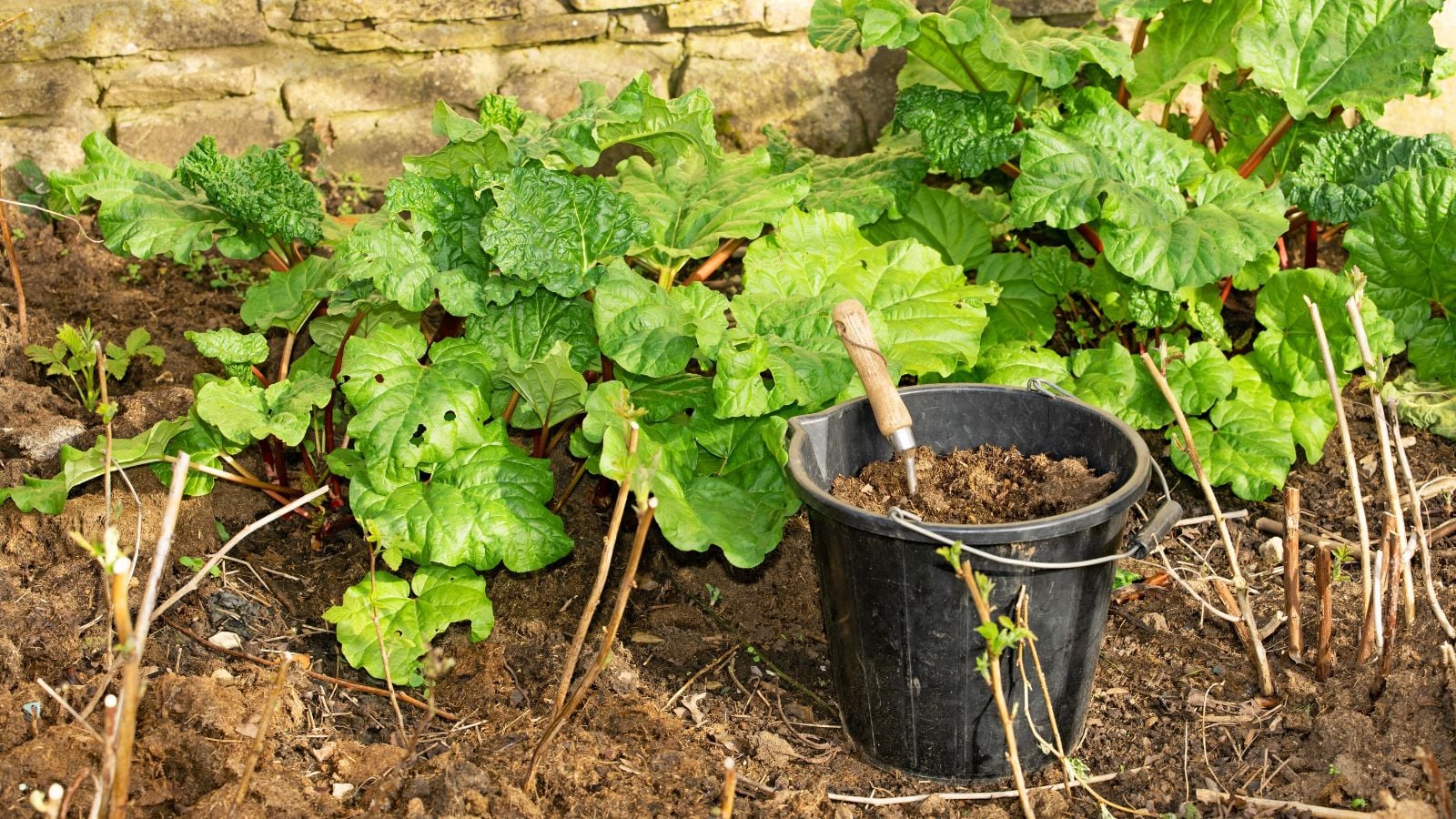 A shot of several developing plants with a bucket of compost placed in a well lit area outdoors