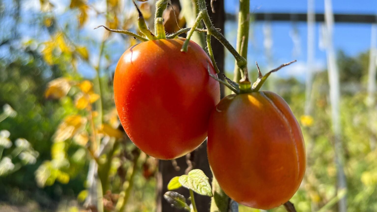 How to Plant, Grow, and Care For Roma Tomatoes