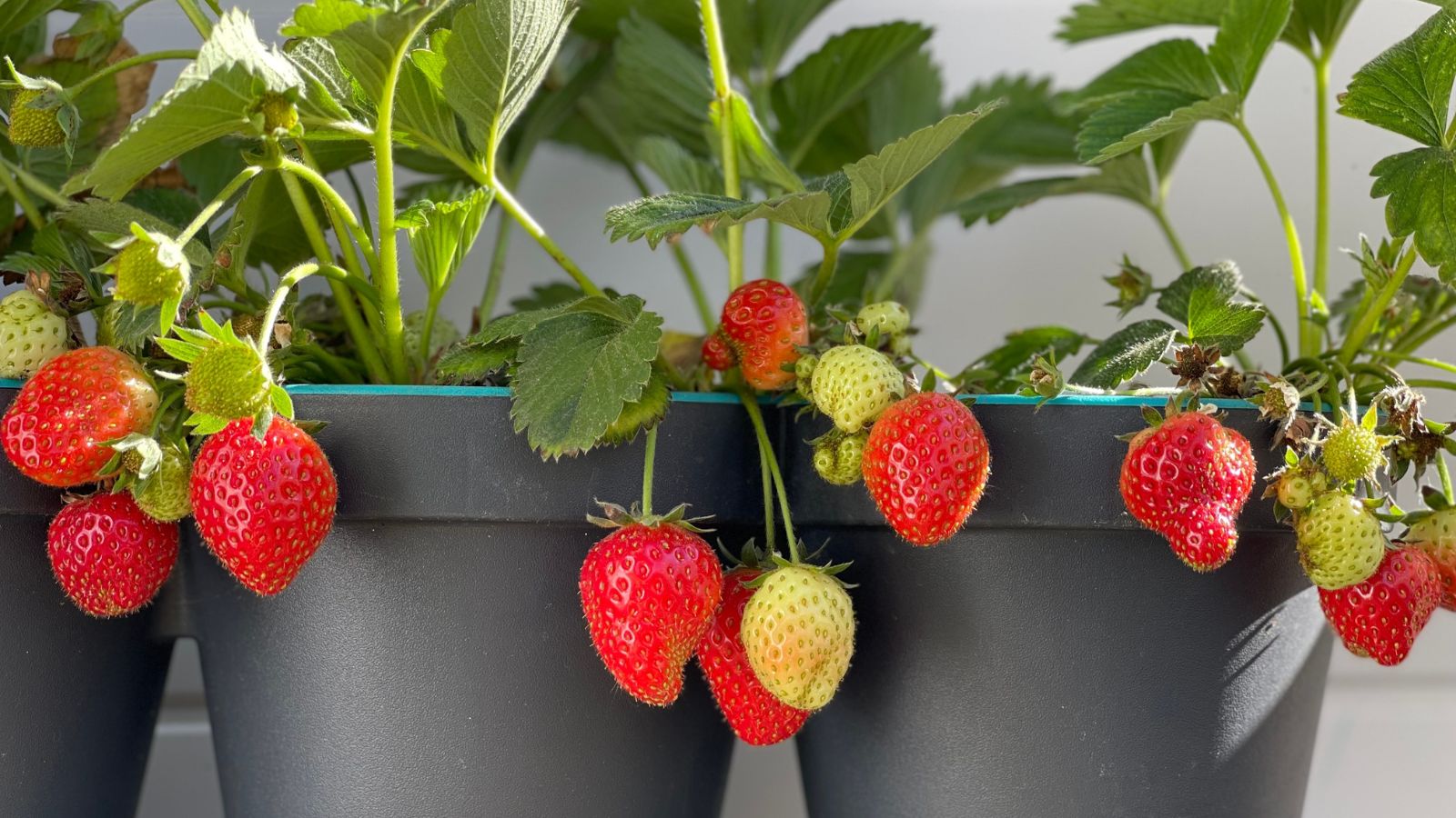 A shot of several developing red strawberry fruits in separate pots in a well lit area