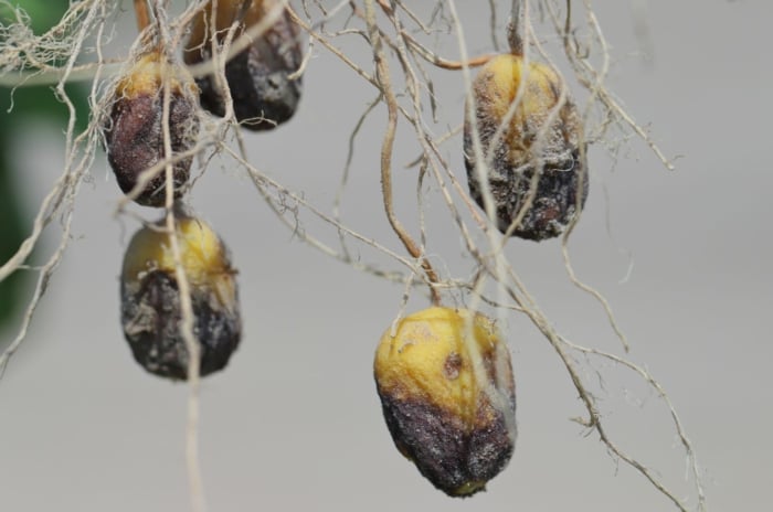 A shot of several harvested tubers showcasing severe damage and rot, showcasing potato problems