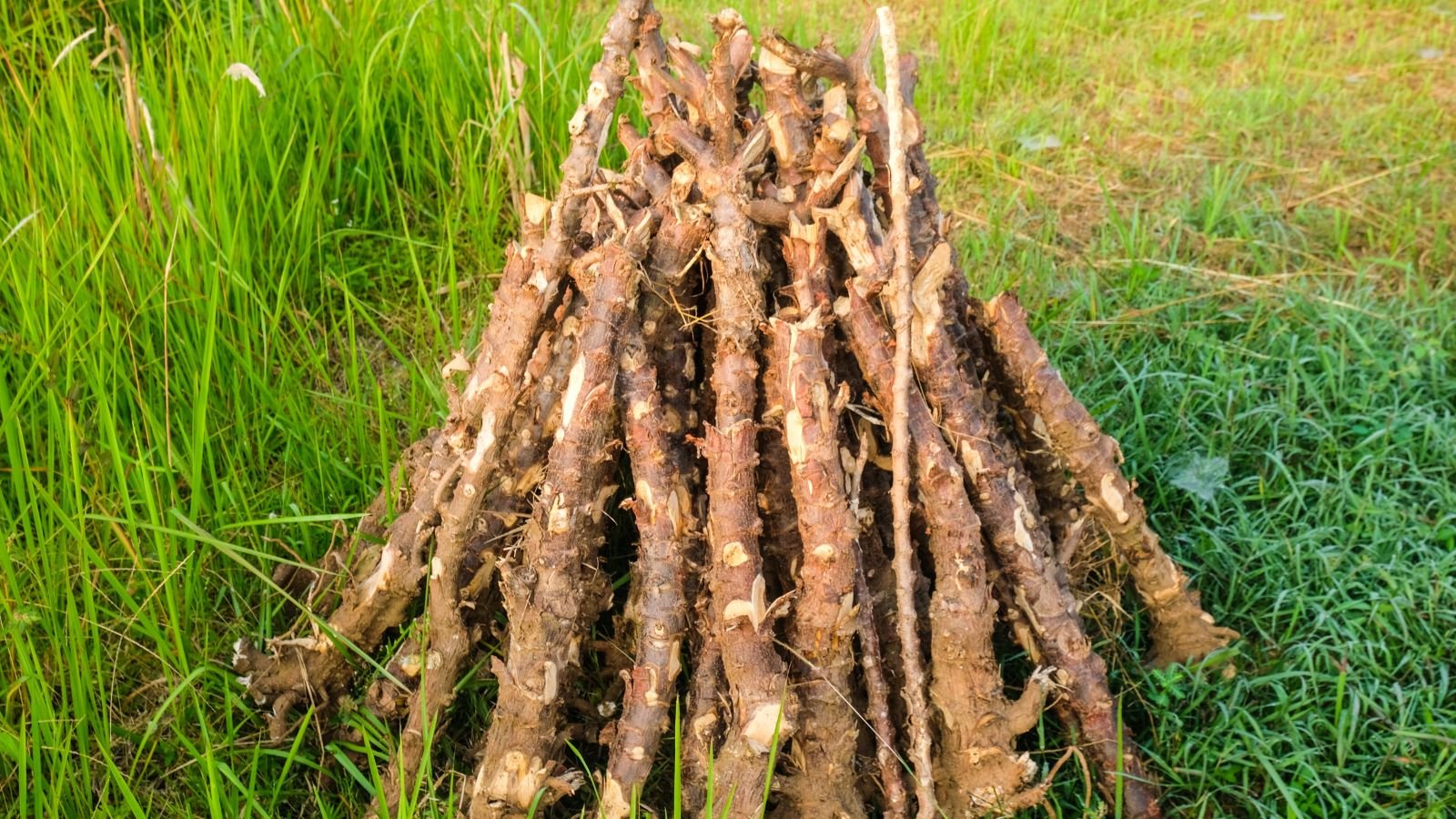 A shot of several piled woody stems of a yuca plant placed in a well lit grassy area outdoors
