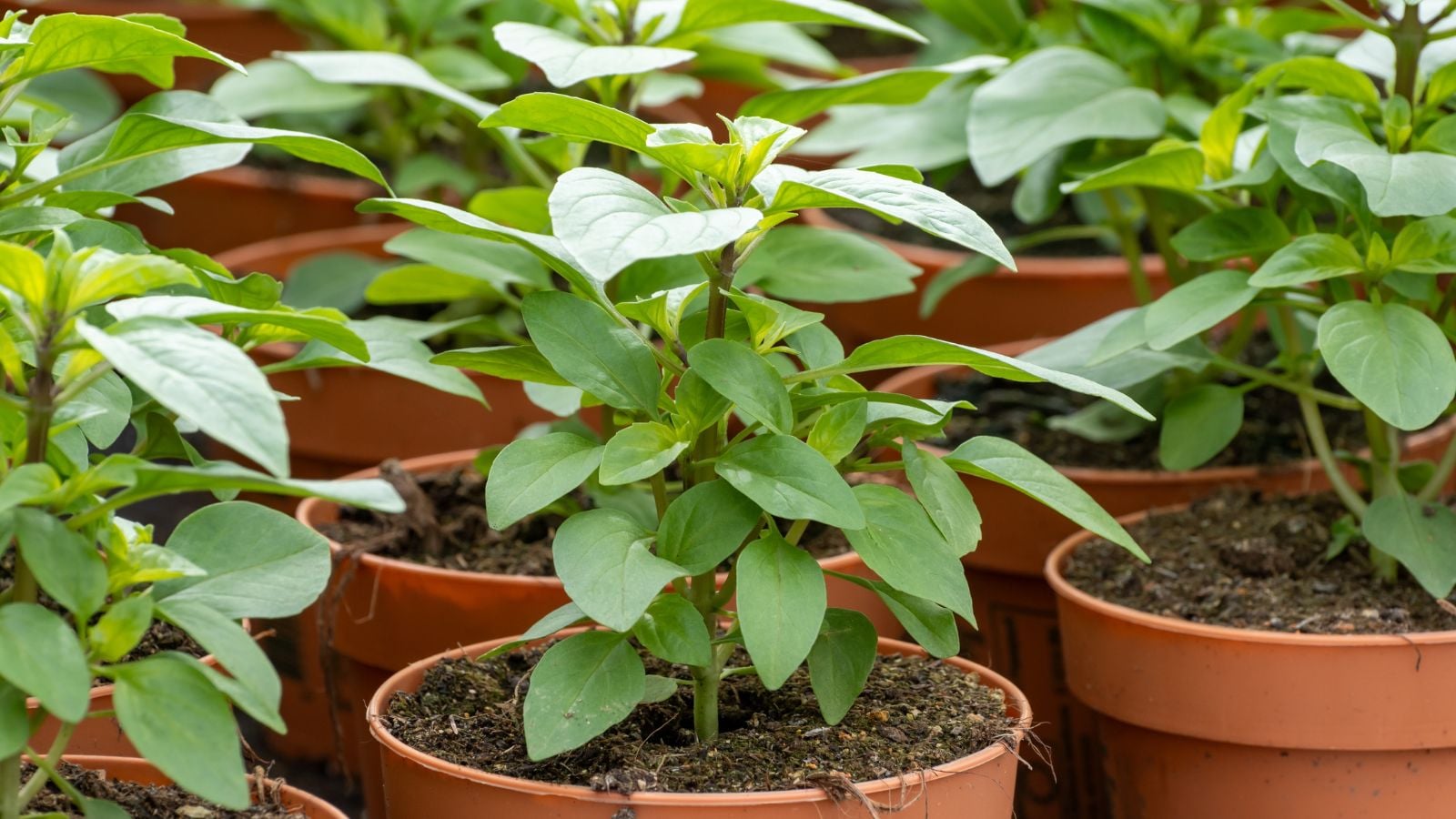 A shot of several potted young herbs in a well lit area
