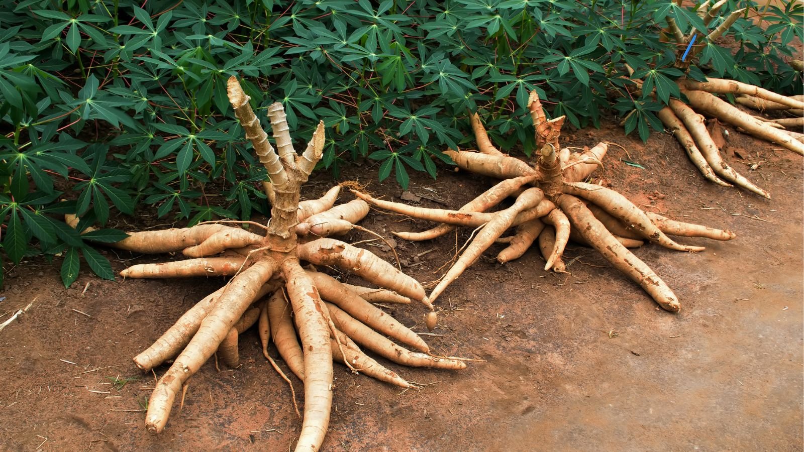 A shot of several roots and leaves of the yuca plant, all placed in soil ground outdoors