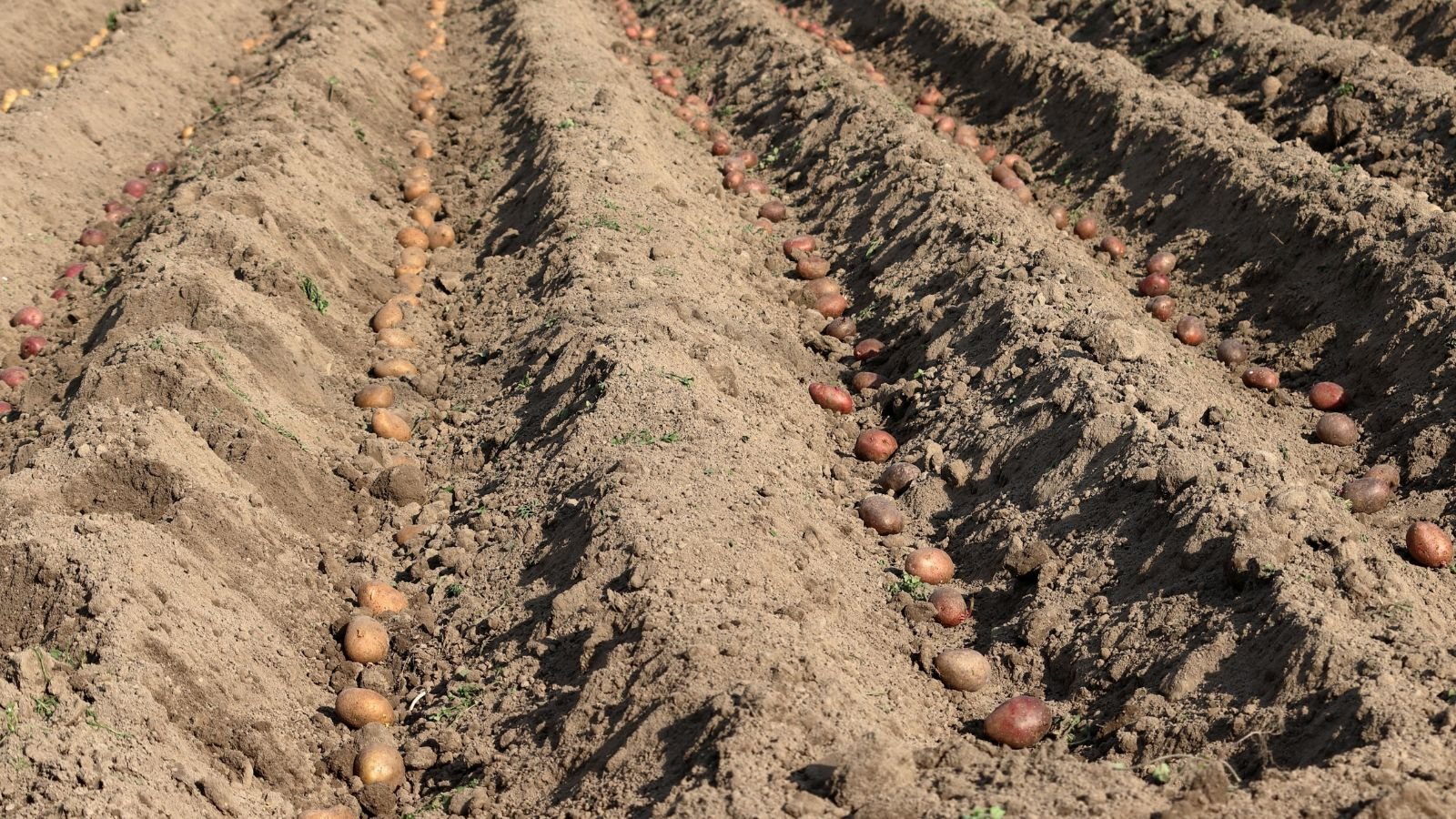 A shot of several rows of trenched root crops in rich soil situated in a large farm area outdoors