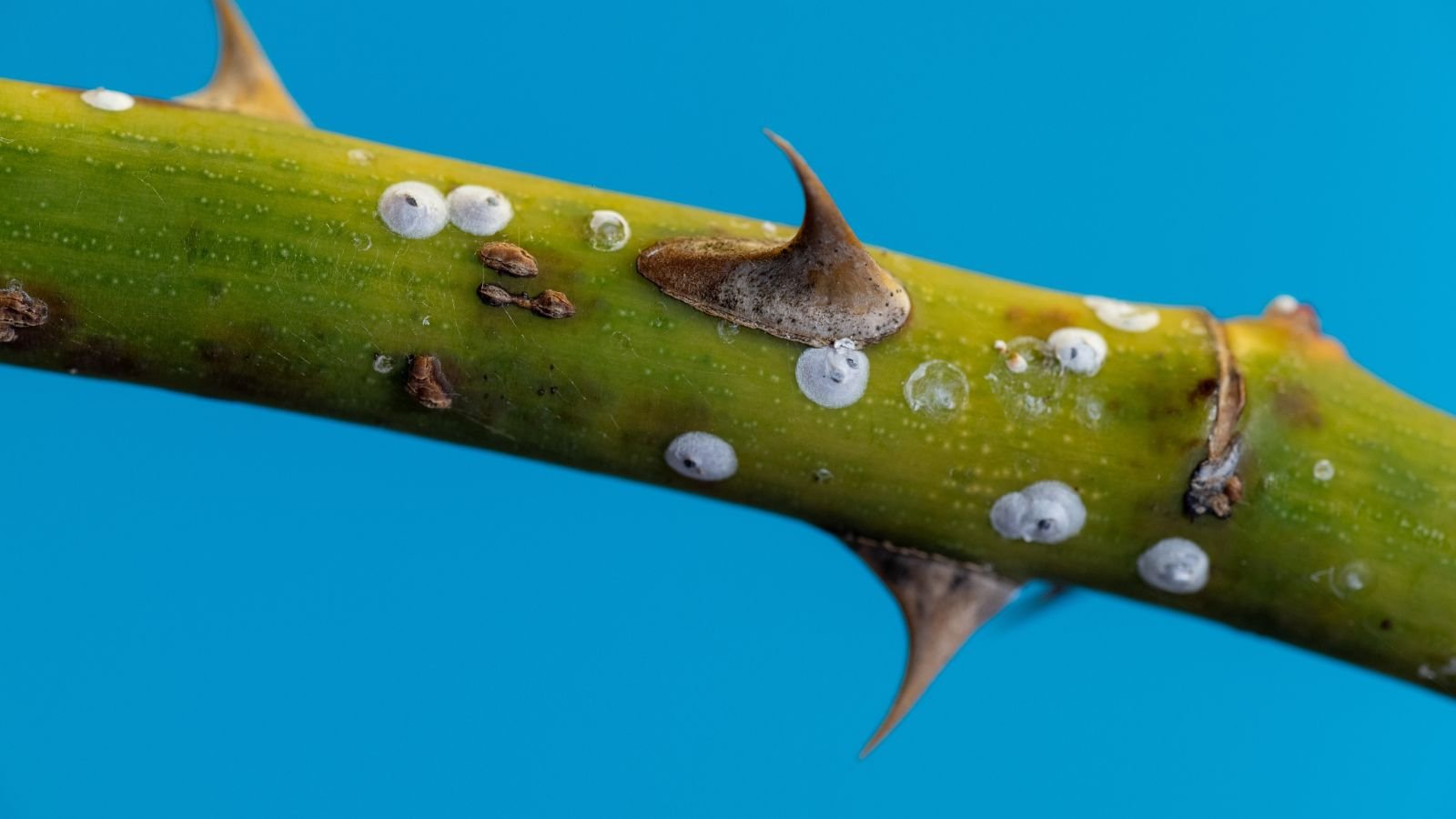 A shot of several small insects with white waxy coatings attached on a thorny stem of a plant in a well lit area