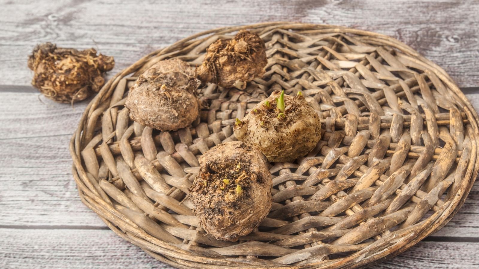 A shot of several sprouting bulbs of a flower placed on a woven placemat in a well lit area