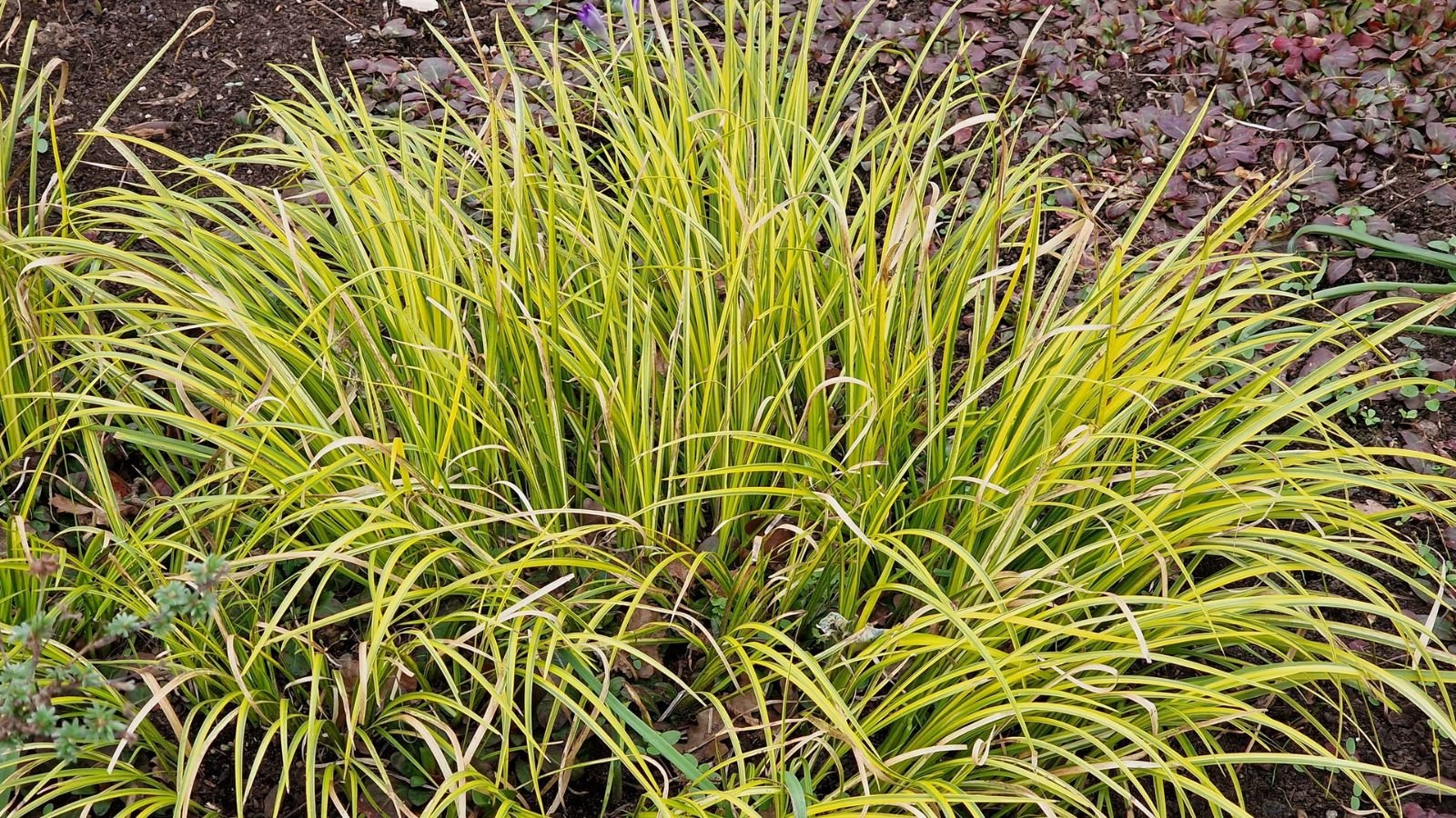 Yellow Acorus gramineus ‘Ogon’ with vivid green stripes placed somewhere with rocks and pebbles