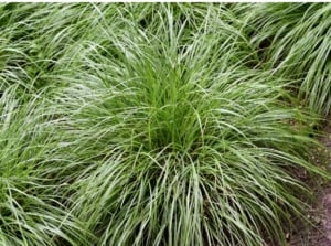 overhead close up of perennial sedge, a grass-like clumping plant
