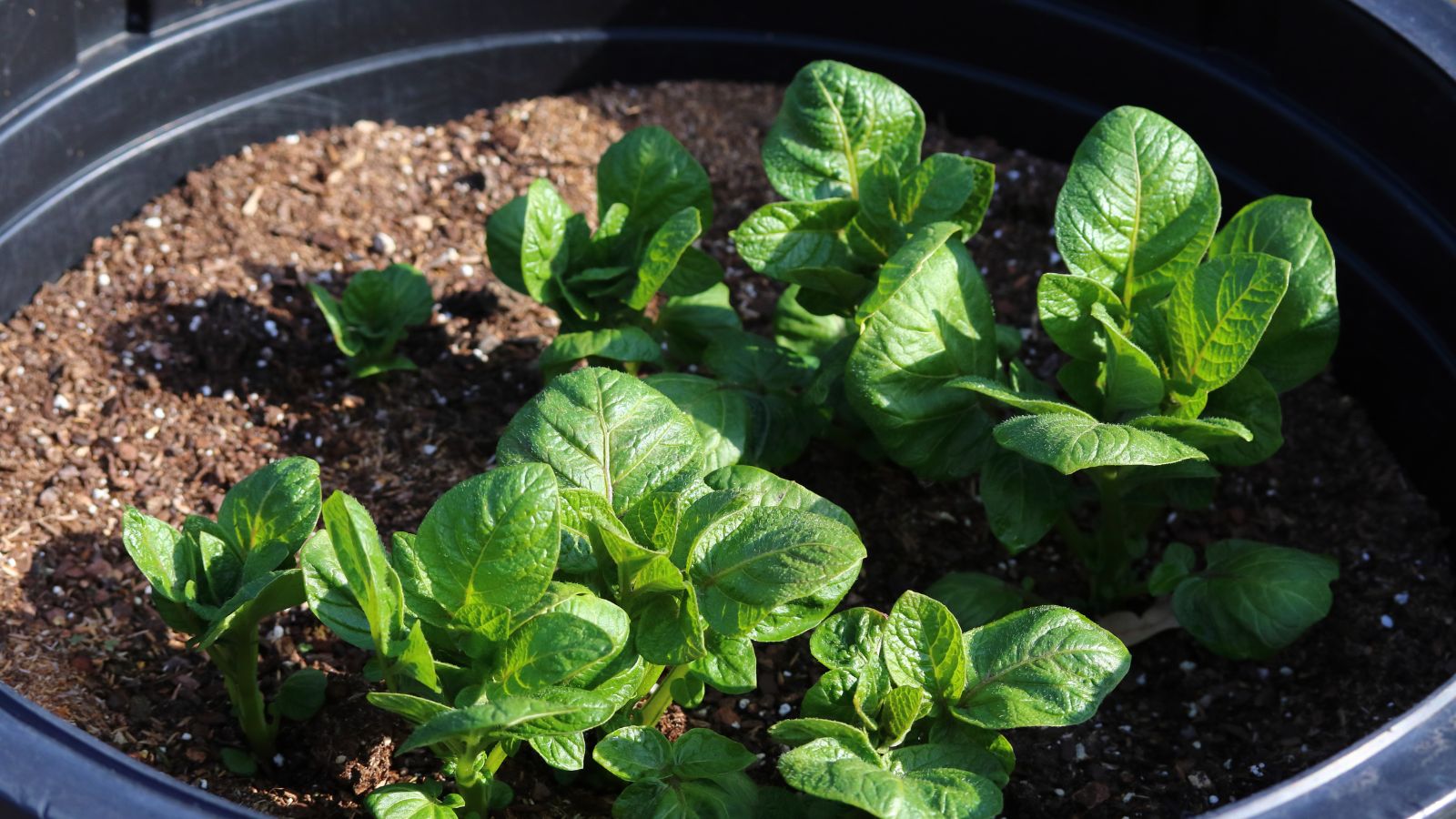 An overhead and close-up shot of green colored leaves of a root crop, developing in a 5 gallon bucket in a well lit area