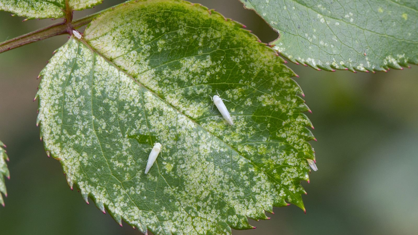 An overhead and close-up shot small white insects on a severely damaged leaf of a plant
