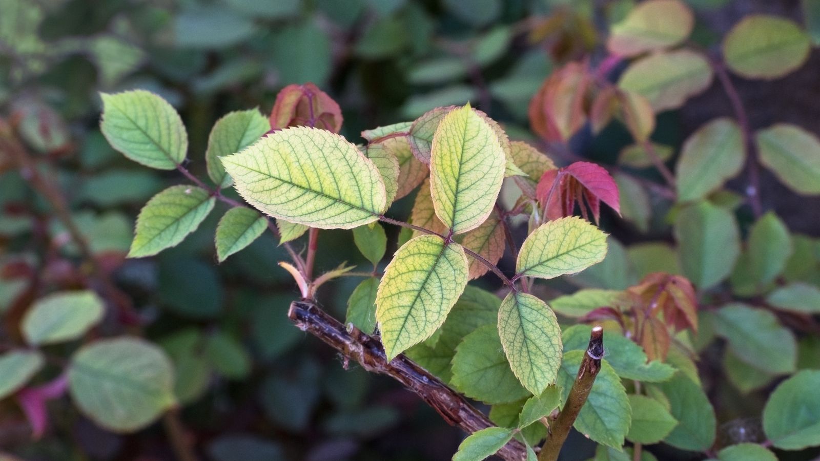 An overhead shot of a composition of pale colored foliage of a plant, showcasing it nutrient deficiencies