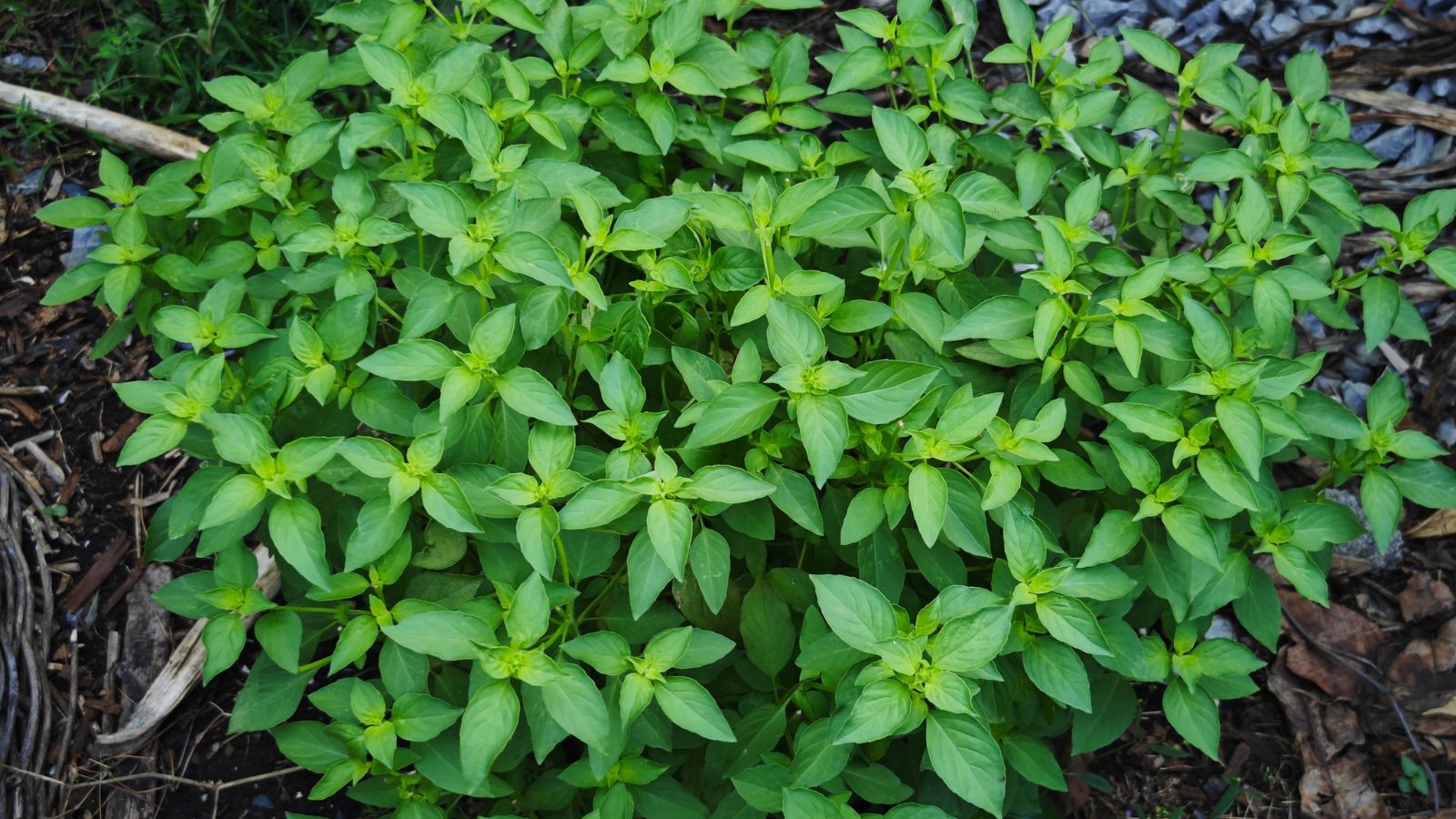 An overhead shot of a dwarf variety of an herb, growing in rich moist soil in a well lit area outdoors
