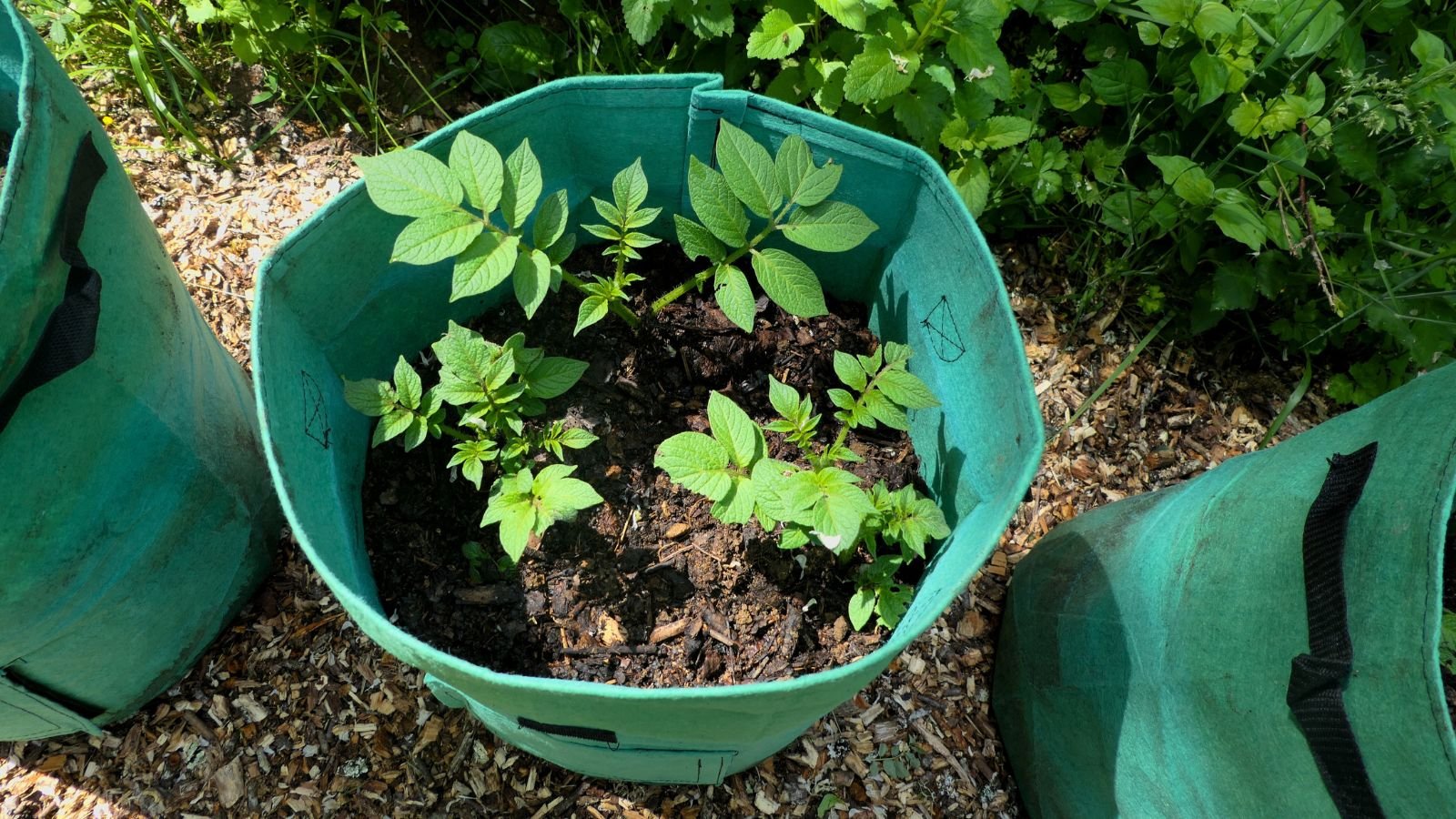 An overhead shot of a large green colored grow bag with developing green leaves of a root crop in a well lit area outdoors