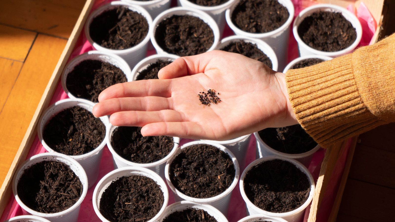 An overhead shot of a person holding a small pile of seeds over diy nursery pots in a well lit area
