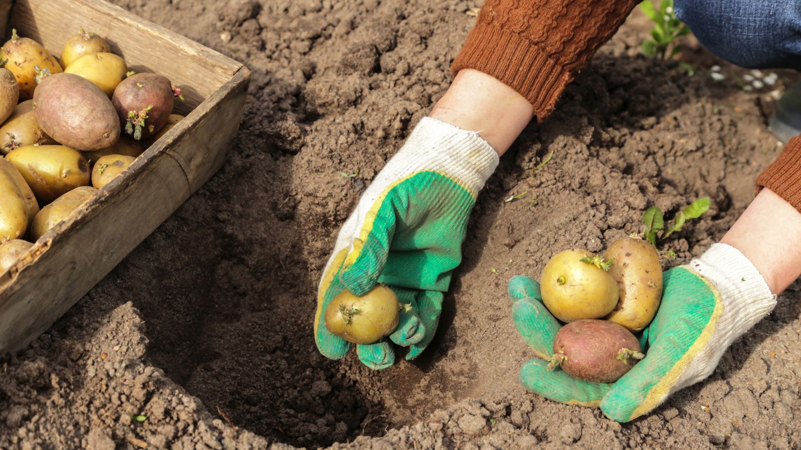 An overhead shot of a person wearing green colored garden gloves in the process of sowing several sprouted tubers in a deep hole in the ground