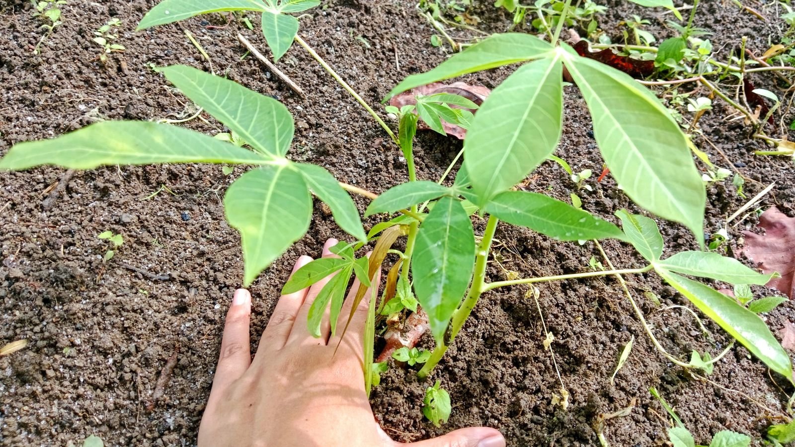 An overhead shot of a person that has transplanted a yuca seedling in a well lit area outdoors
