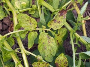 An overhead shot of leaves of a root crop, showcasing several spots due to blight, appearing to show blight on plants under the sunlight