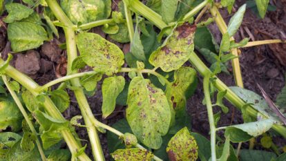 Blight Color How to Identify and Control Blight On Plants