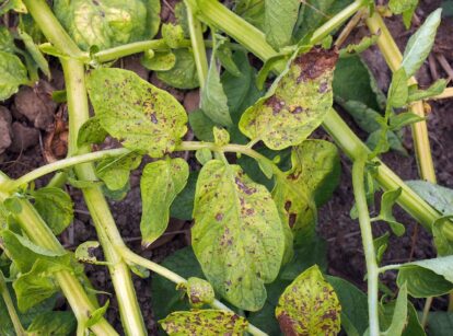 An overhead shot of leaves of a root crop, showcasing several spots due to blight, appearing to show blight on plants under the sunlight