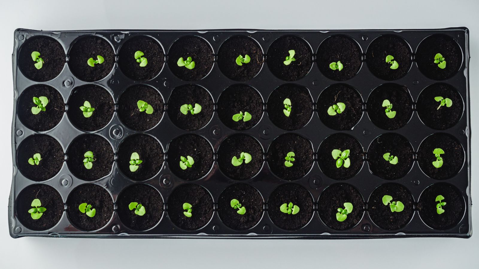 An overhead shot of seedlings of an herb, developing on a seed starting tray in a well lit area outdoors